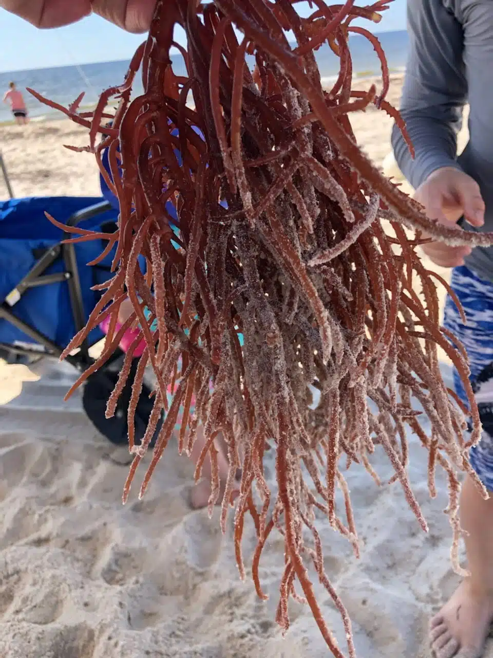 Beachcombers ID Hotline - Apalachicola National Estuarine Research Reserve