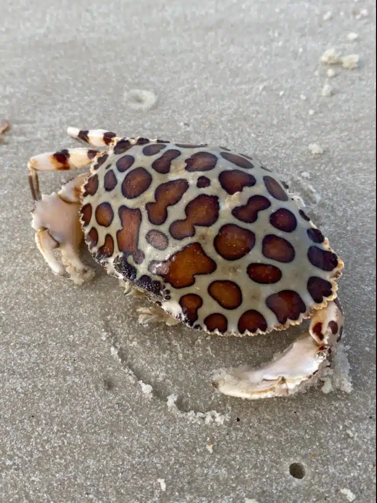 Swimsuit tan through Triangular - Coral Crab