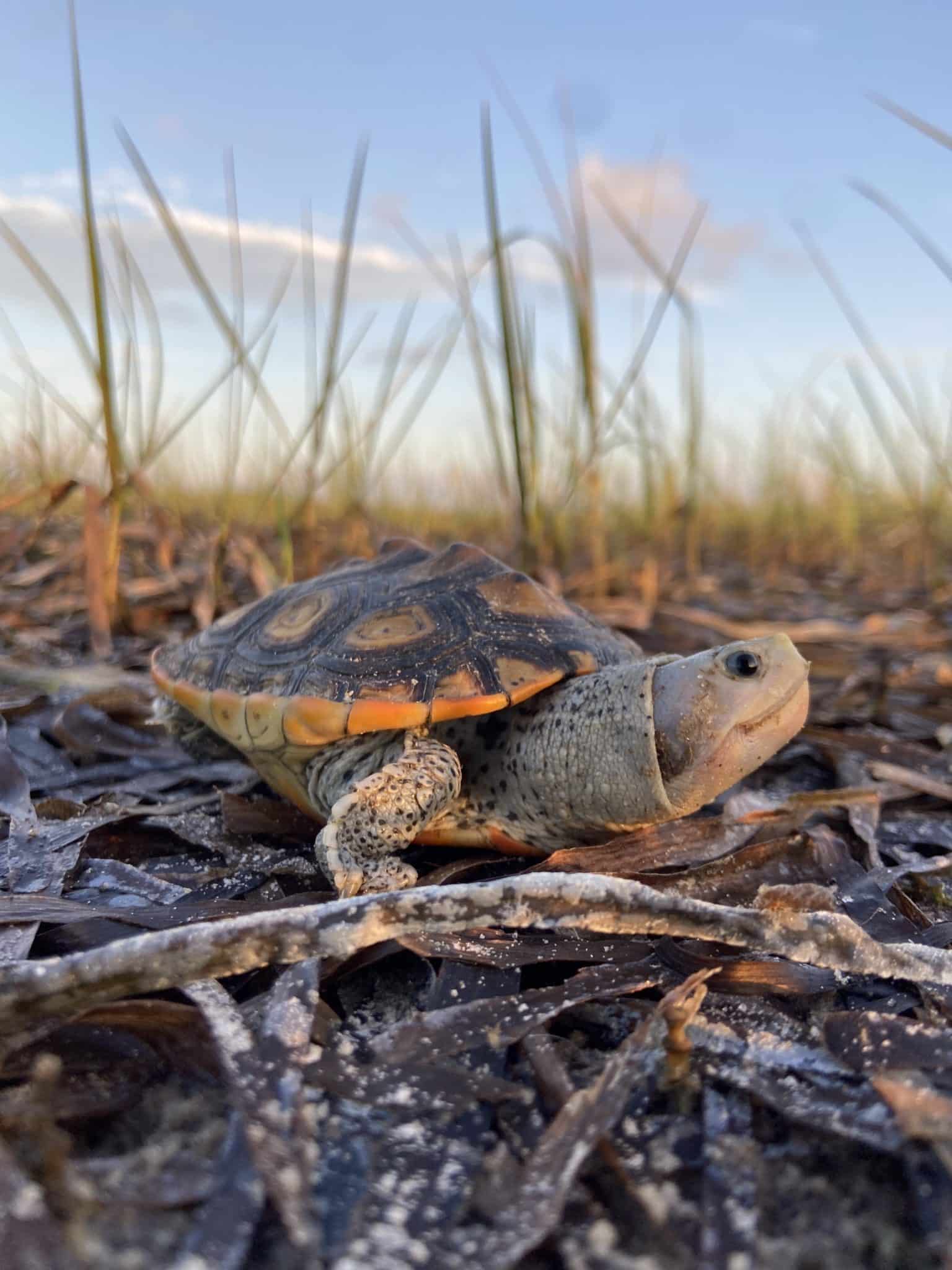 Reserve Wednesday: Diamondback Terrapins - Apalachicola National 