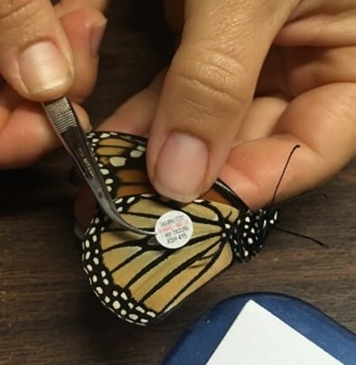 Monarch tagging