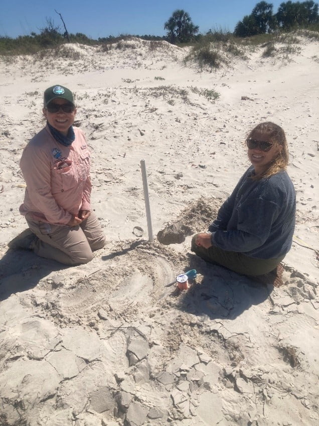 Stewardship staff burying temperature loggers in the sand