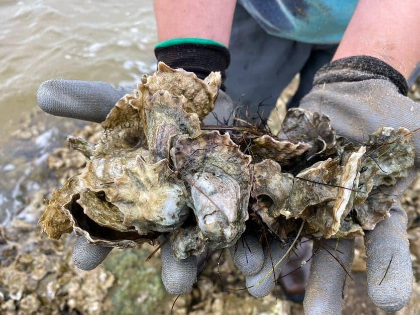 oyster clump